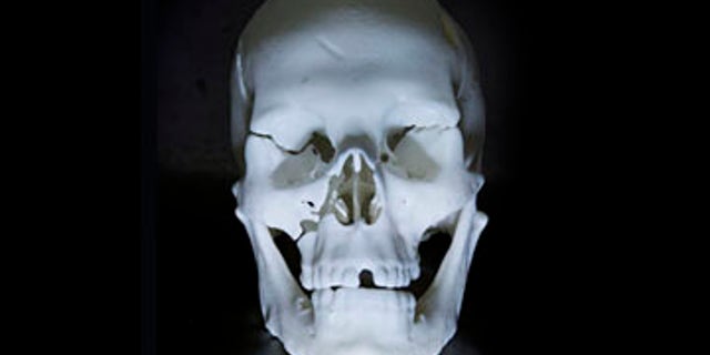 THE SKULL OF KING RICHARD III WHICH HAS BEEN MADE USING 3D PRINTING AT LOUGHBOROUGH UNIVERSITY.PHOTO: ANDY WEEKES / 07836 566295..Loughborough University's 3D printing technology breathes new life into Richard III ..Loughborough's world-leading expertise in 3D printing has been used by the University of Leicester to breathe new life into the remains of King Richard III - creating a replica of his skeleton...Leicester announced today (Monday February 4) that the skeleton found last year in the city by its team of archaeologists is that of Richard III, whose final resting place remained hidden for hundreds of years...In 1485 the King was defeated at the battle of Bosworth. His body, stripped and despoiled, was brought to Leicester where he was buried in the church of the Franciscan Friary, known as the Grey Friars. Over time the exact whereabouts of the Grey Friars became lost...Following extensive research by the University of Leicester, in partnership with Leicester City Council and the Richard III Society, archaeologists were able to locate the former Grey Friars site and unearth the slain King's remains...Experts from Loughborough's School of Mechanical and Manufacturing Engineering were invited to make a replica of the king's skeleton, using the latest 3D printing techniques...Scans of the actual remains taken by the Leicester Royal Infirmary were sent to Loughborough, where they were transformed into a 3D computer model. Laser sintering was then used to create a physical replica of the skeleton. Laser sintering is a technique that uses a high power laser to fuse small particles of materials, in this case plastic, into a mass that has a three-dimensional shape...Professor Russell Harris - head of the University's Additive Manufacturing Research Group - who led Loughborough's involvement in the project, said: ?Generating the first 3D computer models was a very exciting moment. And later seeing the skull of Richard III emerge from the powder of the laser sint