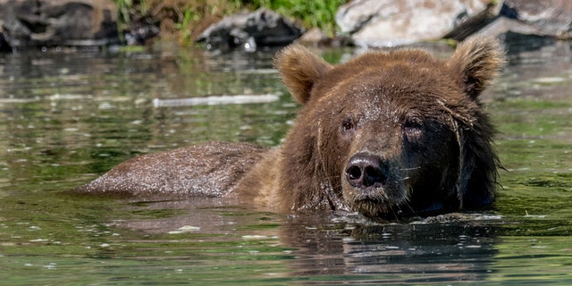 The brown bear (Ursus arctos) is one of the two largest predators on earth.  The other the polar bear.  The brown bear It is distributed across much of northern Eurasia and North America.
