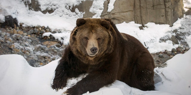 The U.S. Fish and Wildlife Service took Yellowstone grizzly bears off the endangered list in June 2017 after 42 years of federal protection.