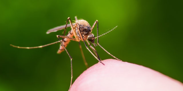 mosquito bite