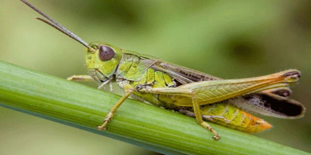 A Utah middle school student said her teacher offered extra credit to students for eating bugs and claimed the teacher encouraged her to eat a grasshopper.