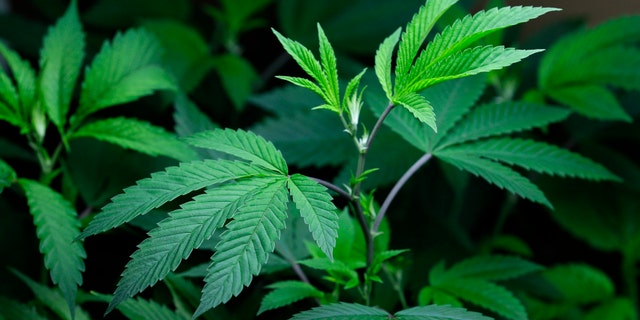 Marijuana clone plants that are used to grow medical marijuana are displayed under a light.