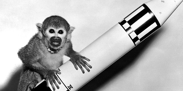 May 29, 1959: Monkey Baker, sent into space on the Jupiter AM-18 rocket, poses on a model of the vehicle.