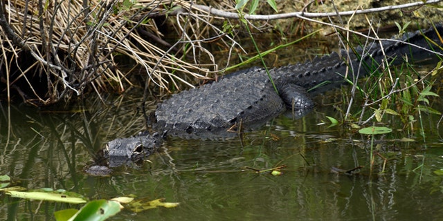 April 22, 2015: An alligator hangs out in the water while President Barack Obama walks nearby on the Anhinga Trail at Everglades National Park, Fla. Obama visited the Everglades on Earth Day to talk about how global warming threatens the U.S. economy. He says rising sea levels are putting the "economic engine for the South Florida tourism industry" at risk.