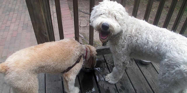 Elsie and Brady