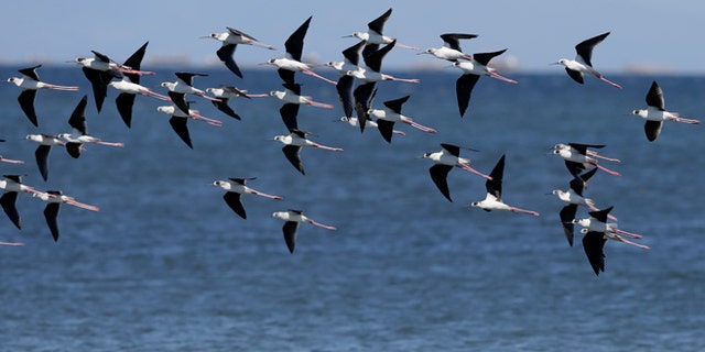 April 22, 2015: Black winged stilts fly around Freedom Island where environmental activists are conducting coastal clean-up to mark World Earth Day at suburban Las Pinas, south of Manila, Philippines. The Freedom Island, which is home to about 80 species of local and migratory birds, is the receptacle of wastes, mostly plastics, that were washed ashore especially during rainy season.