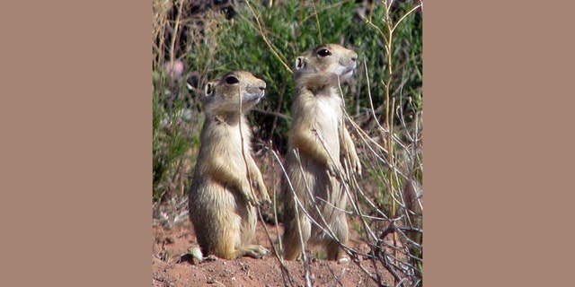 FILE -- Utah prairie dogs