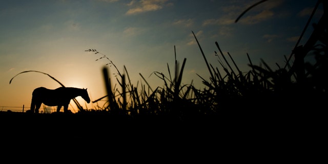 FILE -- Aug. 20, 2014: A horse grazes on a pasture near Sehnde, northern Germany, at sunrise.