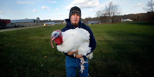 Chris Conley holds a 40-pound tom turkey at Raymond's Turkey Farm in Methuen, Mass., Friday, Nov. 21, 2014. The farm raises approximately 20,000 Broad Breasted White Holland turkeys per year.