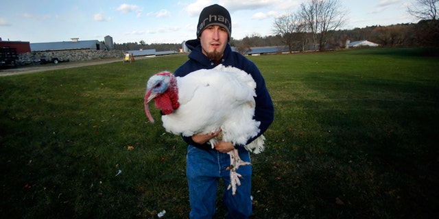 Chris Conley holds a 40-pound tom turkey at Raymond's Turkey Farm in Methuen, Mass., Friday, Nov. 21, 2014. The farm raises approximately 20,000 Broad Breasted White Holland turkeys per year.