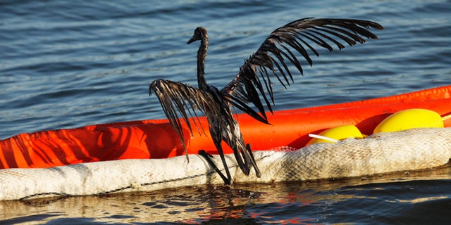 FILE -- June 26, 2010: An oil-drenched bird struggles to climb onto a boom out of the waters of Barataria Bay, La., which are filled with oil from the BP Deepwater Horizon oil spill.