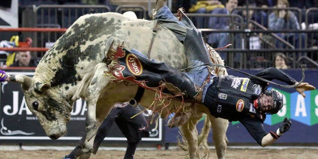 In this Jan. 17, 2015, file photo, Chase Outlaw, of Hamburg, Ariz., dismounts Sun Dome during the Professional Bull Riders Buck Off, in New York's Madison Square Garden. Serious injuries are occupational hazards for bull riders, but doctors, riders and researchers say the most pervasive injuries are concussions. The Professional Bull Riders’ circuit’s lead medical staffer says he hasn’t seen a drop in the number of concussions despite the widespread use of helmets.