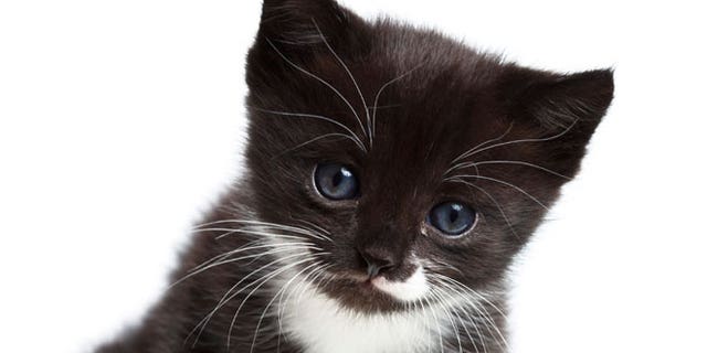 Before adopting a beautiful kitten such as this one, talk to a veterinarian so that you have the necessary information about the cat's nutritional needs.