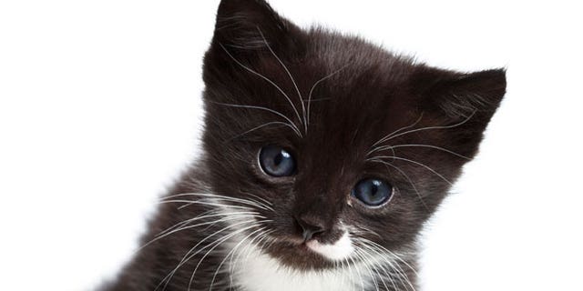 Before adopting a beautiful kitten such as this one, talk to a veterinarian so that you have the necessary information about the cat's nutritional needs.