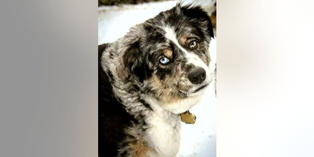 Hoss, a 5-year-old Australian shepherd in North Texas, has gone missing after helping his owner, Shadoh Campbell, beat cancer.