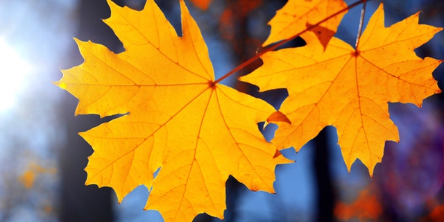 Yellow maple leaf