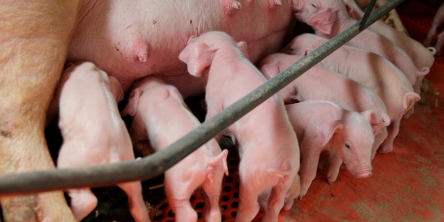 Newborn piglets suckle at Whiteshire Hamroc farm in Albion, Indiana March 16, 2012. The animals here at the Whiteshire Hamroc farm have been bred for one purpose: to be flown halfway around the world, on a journey fueled by China's appetite for food independence. In a country where pork is a culinary staple, the demand for a protein-rich diet is growing faster than Chinese farmers can keep up. While Americans cut back on meat consumption to the lowest levels seen in two decades, the Chinese now eat nearly 10 percent more meat than they did five years ago. Picture taken March 16, 2012. To match INSIGHT USA-CHINA/FOOD REUTERS/John Gress (UNITED STATES - Tags: FOOD AGRICULTURE BUSINESS ANIMALS) - RTR30Z07