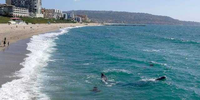 In this March 30, 2016 photo, whales swim by the Redondo Beach Pier in Redondo Beach, Calif. (Brad Graverson/The Daily Breeze via AP) MAGS OUT; NO SALES; MANDATORY CREDIT
