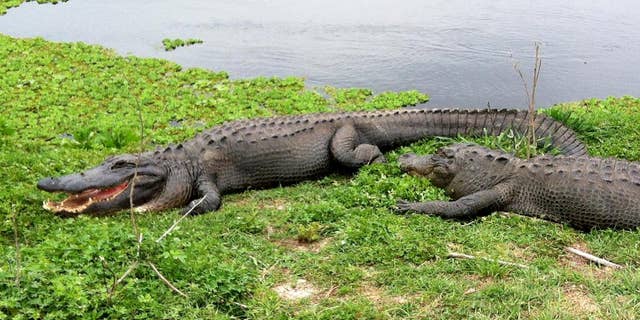 In this March 24, 2014 photo, alligators lie on grass near fresh water at Paynes Prairie Preserve State Park, in Gainesville, Fla. he death of a Nebraska tot killed by an alligator at Walt Disney World raises questions in a state known for tourism. While residents know of the dangers posed by the predators, how should attractions warn unsuspecting visitors? Area officials have praised Disney's wildlife management system, but the company says it's reviewing policies that do not include alligator warning signs around lakes and ponds. (AP Photo/Jay Reeves)