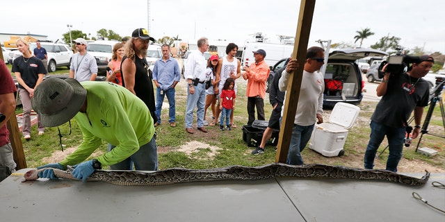 O Programa de EliminaÃ§Ã£o de Python do Distrito de Gerenciamento de Ãgua do Sul da FlÃ³rida trouxe mais de mil cobras.  O maior registro foi de incrÃ­veis 18 pÃ©s de comprimento.