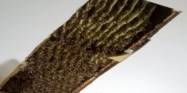 bees