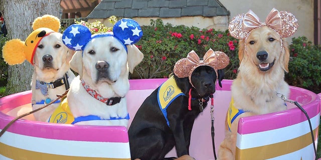 Luckily for Aryssa, Essie, Chekov and Ortega’s future owners, the pups now know their way around Disneyland, too.