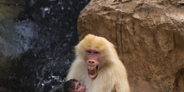 FILE - In this Wednesday, Sept. 29, 2015 file photo, Sahara, a rare red-haired female Hamadryas Baboon holds 3 weeks old dark-furred baby in the Ramat Gan Safari Park near Tel Aviv, Israel. A new study in France shows that baboons can make human-like vowel sounds, and its authors say the discovery could help scientists better understand the evolution of human speech. The study was published in the journal Plos One on Wednesday Jan. 11, 2017 by a team of scientists. (AP Photo/Ariel Schalit, File)