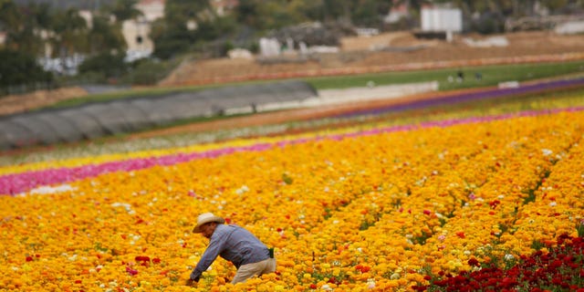 CARLSBAD, CA - APRIL 28:  A Hispanic farmworker harvests Ranunculus bulbs at the Flower Fields April 28, 2006 in Carlsbad, California. The debate in Washington continues over whether to create a temporary guest-worker program for immigrants wishing to find work in the United States.  (Photo by Sandy Huffaker/Getty Images)