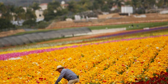 CARLSBAD, CA - APRIL 28: A Hispanic farmworker harvests Ranunculus bulbs at the Flower Fields April 28, 2006 in Carlsbad, California. The debate in Washington continues over whether to create a temporary guest-worker program for immigrants wishing to find work in the United States. (Photo by Sandy Huffaker/Getty Images)