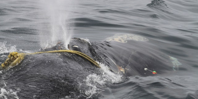 698f2b78-Whale 1