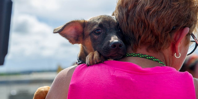 Some of the cats and canines are still up for adoption.