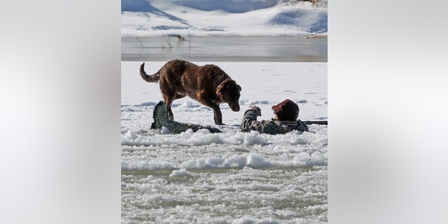 A hunter gestures his dog away today as he waits in the Colorado River for rescue, Tuesday, Jan. 15, 2013 in Mesa County, Colo. The man fell in while retrieving a goose he shot. Grand Junction Fire Department and Lower Valley Fire Department responded to the scene to rescue the man, who reportedly had been in the water for nearly 30 minutes. (AP Photo/The Grand Junction Daily Sentinel, Dean Humphrey) MANDATORY CREDIT
