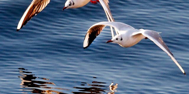 Two seagulls fly over the river Main in Frankfurt, Germany, on a cold and sunny Friday, Jan. 6, 2017. (AP Photo/Michael Probst)