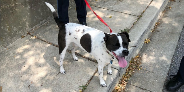 Rebel was taken to a vet by local Animal Control officials.