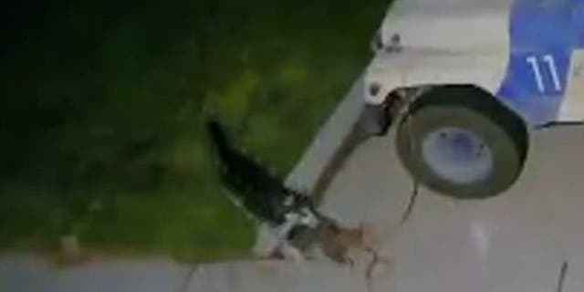 A Utah dog owner is facing legal trouble after her Husky reportedly went on a killing spree that left dozens of animals dead.