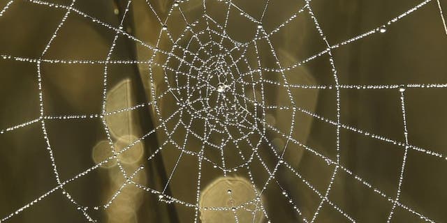 File photo - Dew drops on a spider web reflect the morning sun in Richmond Park in west London, Britain, Oct. 2, 2015. (REUTERS/Toby Melville)