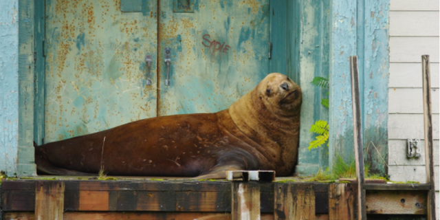 A Steller sea lion in Sitka, Alaska was reportedly rescued by officials on Monday after he spent four days trapped on land, dehydrated and hungry.