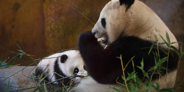 The nearly five-month-old female Panda called Chulina, left, eats bamboo in her enclosure at the Madrid zoo in Madrid, Spain, Thursday, Jan. 12,2017 years. The Madrid zoo has named its newest baby Panda Chulina(cutey), in respect Chulin, the first Panda born at the zoo 34 years ago. (AP Photo/Daniel Ochoa de Olza)