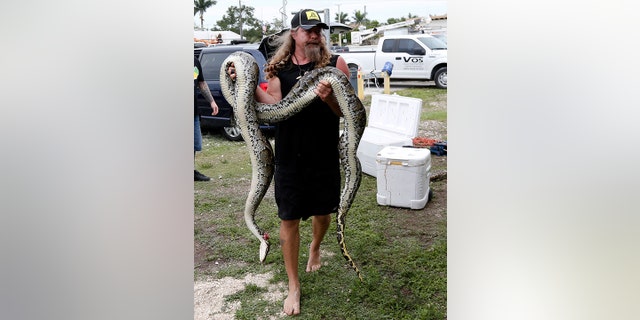 Python hunter Dusty Crum carries a python caught in the Florida Everglades before having it weighed and measured, Tuesday, May 22, 2018, in Homestead, Fla.