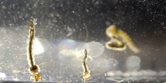FILE - In this Wednesday, Aug. 24, 2016 file photo, Aedes Aegypti mosquito larvae swim in a container at the Florida Mosquito Control District Office in Marathon, Fla. A first look at U.S. children who were infected with Zika virus suggests the germ typically causes _ at worst _ only a mild illness in children, according to a report released by the Centers for Disease Control and Prevention on Friday, Sept. 30, 2016. (AP Photo/Wilfredo Lee)