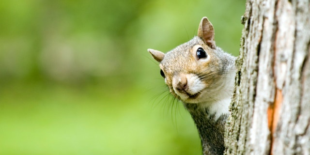 A plague-infected squirrel (not shown here) has prompted the closure of three campgrounds in the Angeles National Forest.