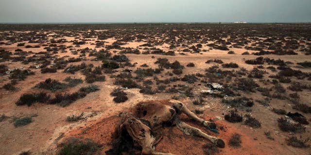 FILE - This Saturday, March 12, 2011 picture shows a dead camel in the desert outside the southeastern village of Ben Guerdane, Tunisia, close to the border with Libya. Struggling with extremism and economic woes, Tunisia now faces another menace: persistent drought across several regions that is threatening farming, a pillar of the economy, and creating new social tensions. (AP Photo/Lefteris Pitarakis, File))