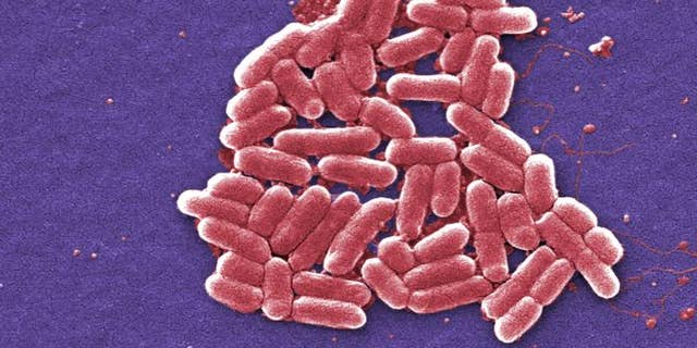 This colorized scanning electron micrograph (SEM) depicts a number of Escherichia coli (E. coli) bacteria.