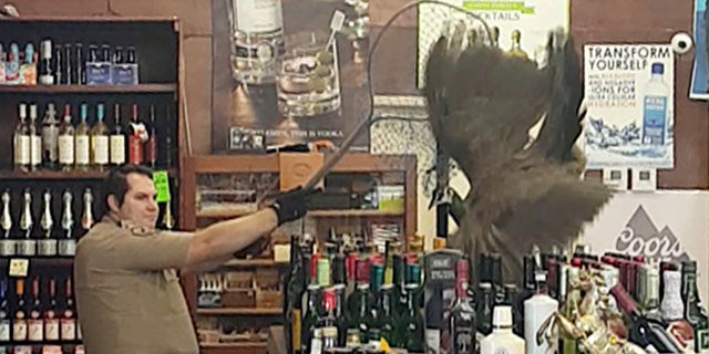 In this Monday, June 5, 2017 image made from cellphone video provided by Rani Ghanem, bottles tumble as an animal control officer attempts to net a female peacock that wound up inside the Royal Oaks Liquor Store in Arcadia, Calif.