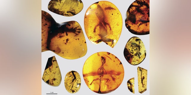 File photo: Various lizard specimens are shown preserved in ancient amber from present-day Myanmar in Southeast Asia, in this handout photo provided by the Florida Museum of Natural History on March 5, 2016. A fossilized lizard found in Southeast Asia preserved in amber dates back some 99 million years, Florida scientists have determined, making it the oldest specimen of its kind and a "missing link" for reptile researchers. The lizard is some 75 million years older than the previous record holder, according to researchers at the Florida Museum of Natural History, who announced the finding this week. (REUTERS/David Grimaldi/Florida Museum of Natural History/Handout via Reuters)
