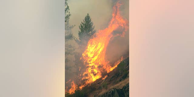 Fire consumes trees along the Clearwater River in north central Idaho on Saturday, Aug. 15, 2015, part of the Lawyer complex of wildfires caused by lightning earlier in the week. (Barry Kough/Lewiston Tribune via AP) MANDATORY CREDIT MBO