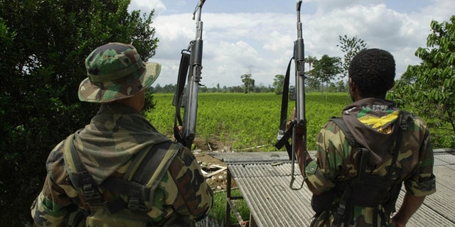 384090 01: ***EXCLUSIVE*** Two members of the AUC, the United Self Defense Force of Colombia, the extreme right paramilitary group, patrol a coca leaf plantation where a manual eradication of the coca leaves has gone into effect January 8, 2001 in the province of Putumayo, Colombia. Since the U.S. aid plan for Colombia began last December 15, the AUC are manually destroying coca leaves with machetes in and around the vast areas of coca leaf plantations south of Putumayo. The Colombian leftist guerrilla group, the FARC, is attempting to take control of areas that were under their control, not more than a year ago. (Photo by Piero Pomponi/Newsmakers)