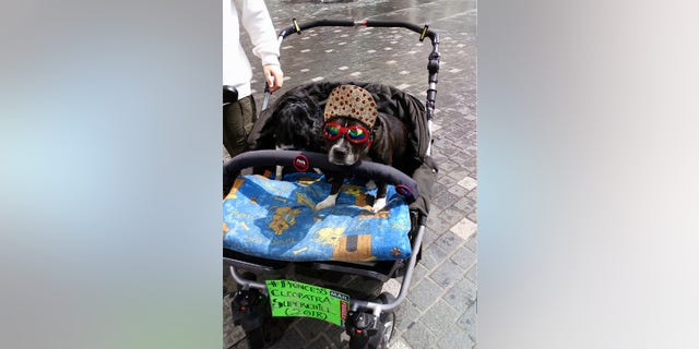 Cleo is exercised daily both on foot and on her own mountain bike, which is specially adapted so she can ride along.