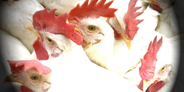 Chickens are seen held in a basket for sale at a wholesale market in Calcutta, India, Wednesday, Jan. 23, 2008. Authorities confirmed India's worst outbreak of bird flu was the virulent H5N1 virus strain Tuesday, and announced plans to slaughter 2 million birds in eastern India in a bid to contain the disease. (AP Photo/Bikas Das)