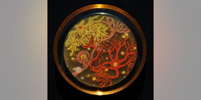 The winning entry was "Neurons" by Mehmet Berkmen and Maria Penil.